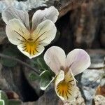Viola crassiuscula Цвят