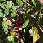 Syzygium paniculatum Leaf