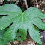 Fatsia japonica 葉