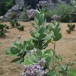 Calotropis gigantea Blatt