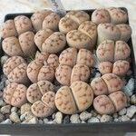 Lithops karasmontana Leaf