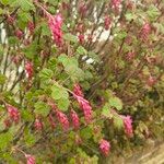 Ribes sanguineumLeaf