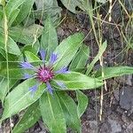 Centaurea montana Flor