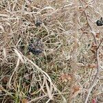 Smilax herbacea ഫലം