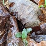 Stellaria pubera Leaf