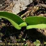 Ophioglossum azoricum Buveinė