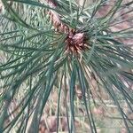 Pinus nigra Folha