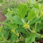Acanthospermum hispidum Leaf