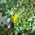 Senna occidentalis Blad