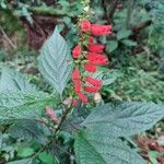 Salvia melissiflora Levél