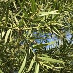 Podocarpus falcatus Φύλλο