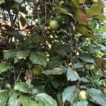 Prunus cerasifera Habit