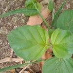 Boerhavia diffusa Leaf