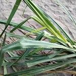 Pandanus urophyllus Leaf