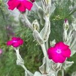 Lychnis coronaria Flower