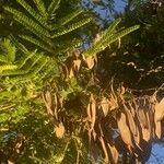 Peltophorum africanum Habit