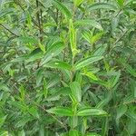 Tibouchina aspera Lapas