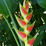 Heliconia wagneriana Flor