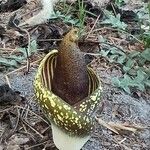 Amorphophallus aphyllus Egyéb