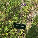Salvia coahuilensis Hoja