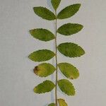 Rhus coriaria Otro