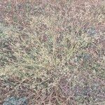 Parthenium hysterophorus Fruit
