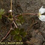 Ranunculus ololeucos Hábito