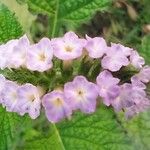 Heliotropium indicum Blüte