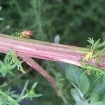 Artemisia annua Rinde