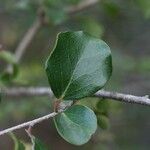Scolopia heterophylla Leaf