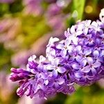 Syringa persica Λουλούδι