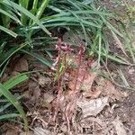 Corallorhiza wisteriana