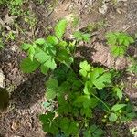 Ranunculus recurvatus Leaf