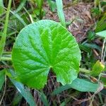 Centella asiaticaList