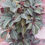 Parthenocissus henryana ഇല