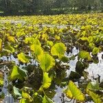 Nelumbo nucifera Liść