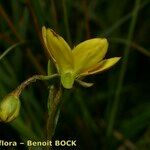 Saxifraga hirculus Цветок