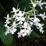 Calanthe triplicata Bloem