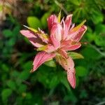 Castilleja miniata Çiçek