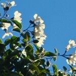 Leptospermum laevigatum Blomma