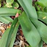 Haemanthus coccineus आदत