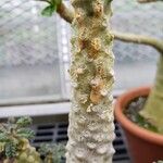 Dorstenia lavrani Corteza