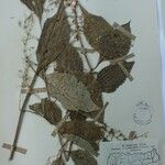Isodon lophanthoides その他の提案