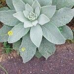 Verbascum thapsus葉