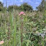 Eupatorium cannabinumFlower