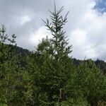 Abies religiosa Habitatea