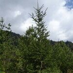 Abies religiosa Хабит