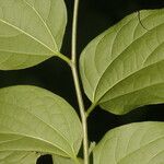 Celtis caudata Blad