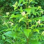Penthorum sedoides Flower