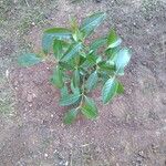 Catha edulis Φύλλο